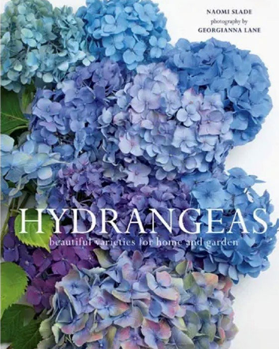 Hydrangeas Hydrangeas